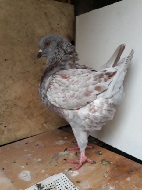  - pasari si porumbei ce detin in prezent