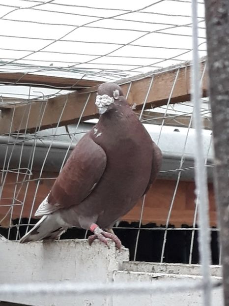  - pasari si porumbei ce detin in prezent
