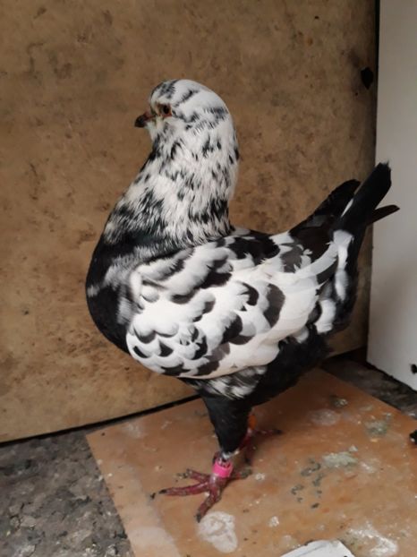  - pasari si porumbei ce detin in prezent