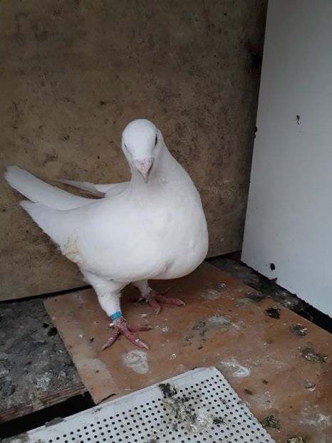 - pasari si porumbei ce detin in prezent