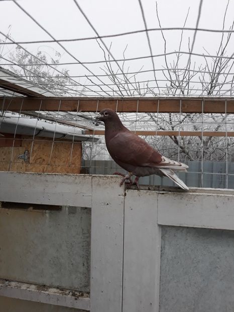  - pasari si porumbei ce detin in prezent