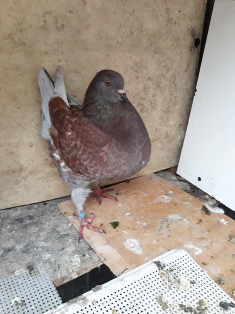  - pasari si porumbei ce detin in prezent