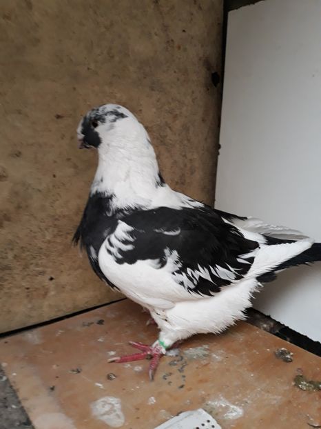  - pasari si porumbei ce detin in prezent