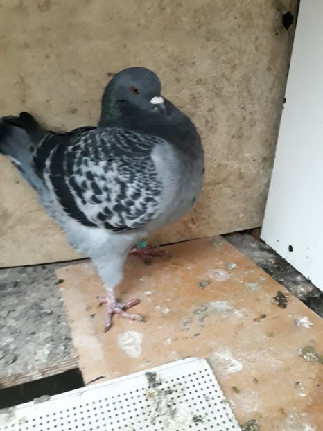  - pasari si porumbei ce detin in prezent