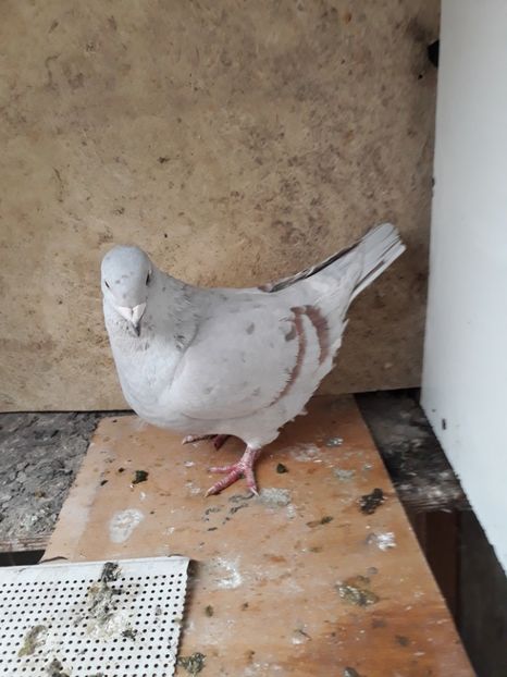  - pasari si porumbei ce detin in prezent