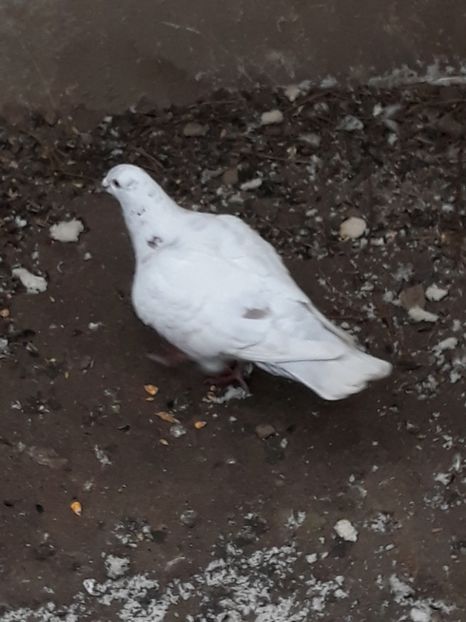  - pasari si porumbei ce detin in prezent