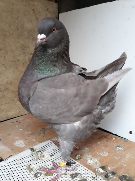  - pasari si porumbei ce detin in prezent