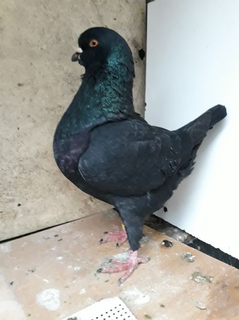  - pasari si porumbei ce detin in prezent