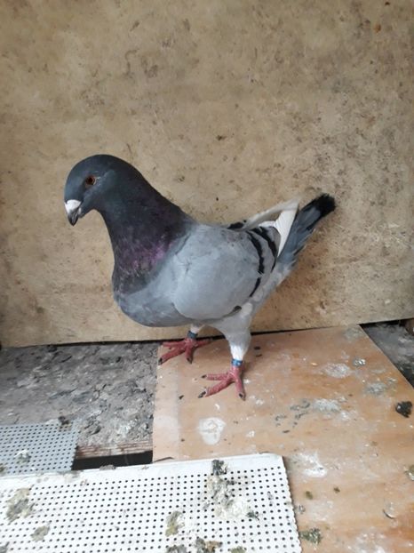  - pasari si porumbei ce detin in prezent