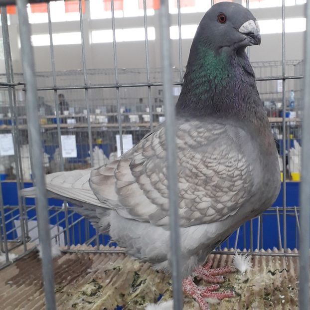 Campion Hotare 96 pct - Campionii mei AGH