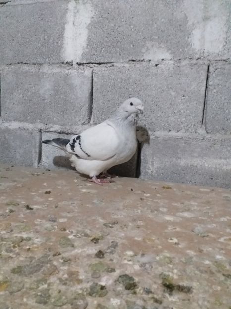 M2019 - masculi abastru de azur 2021