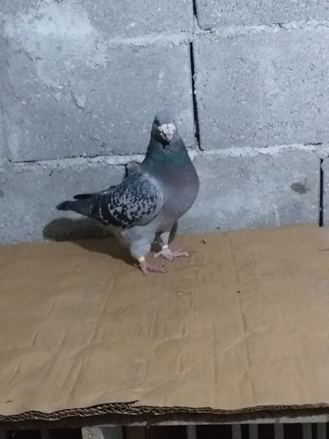 M2015 - masculi abastru de azur 2021