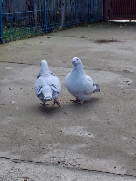  - masculi abastru de azur 2021