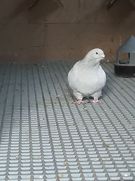 Maradona m2018 - masculi abastru de azur 2021