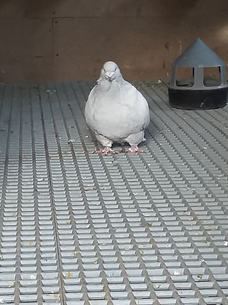  - masculi abastru de azur 2021