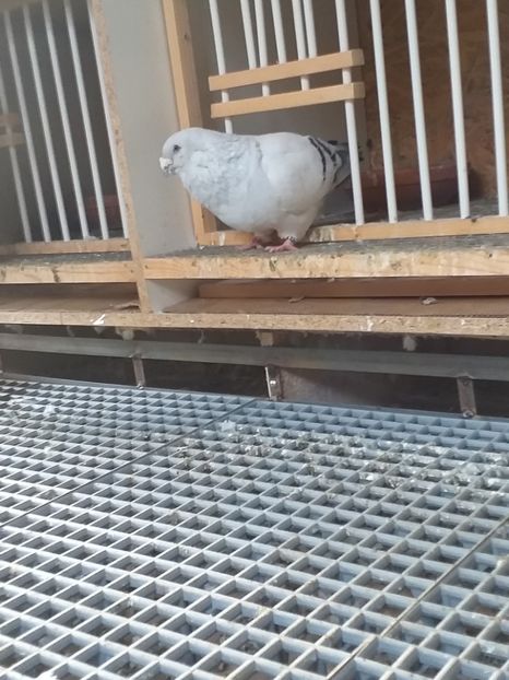  - masculi abastru de azur 2021