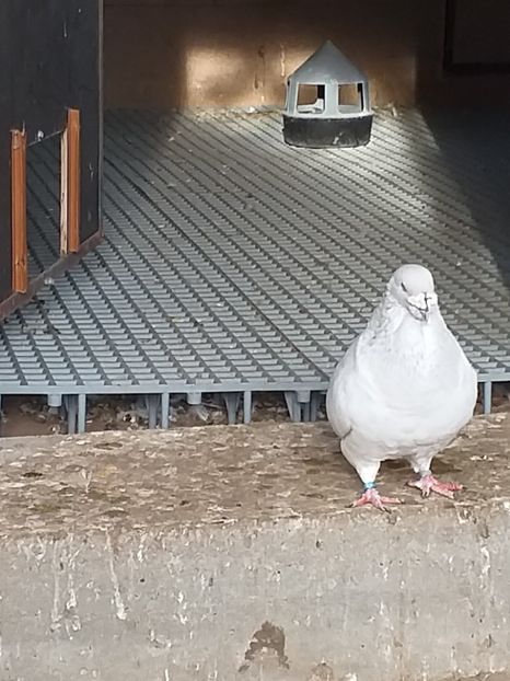  - masculi abastru de azur 2021