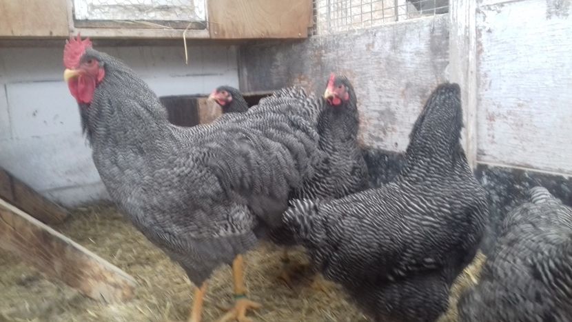  - PLYMOUTH ROCK BARAT F 2- 2020