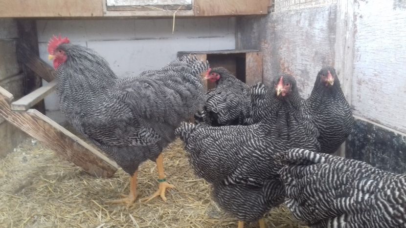  - PLYMOUTH ROCK BARAT F 2- 2020