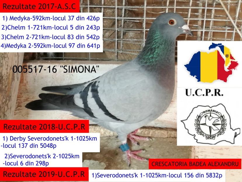 SIMONA-005517-16 - 2019-CEI MAI BUNI PORUMBEI AI CRESCATORIEI BADEA ALEXANDRU-FOND-MARATON