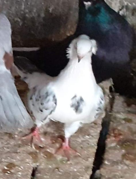  - 5-Jucatori de Amara