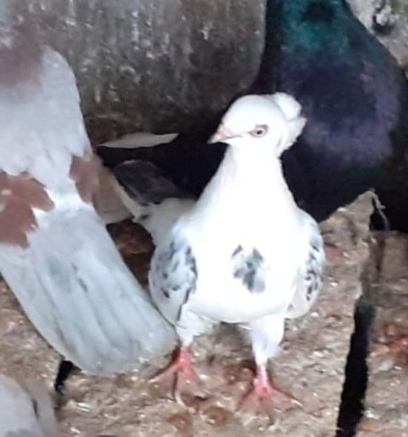  - 5-Jucatori de Amara