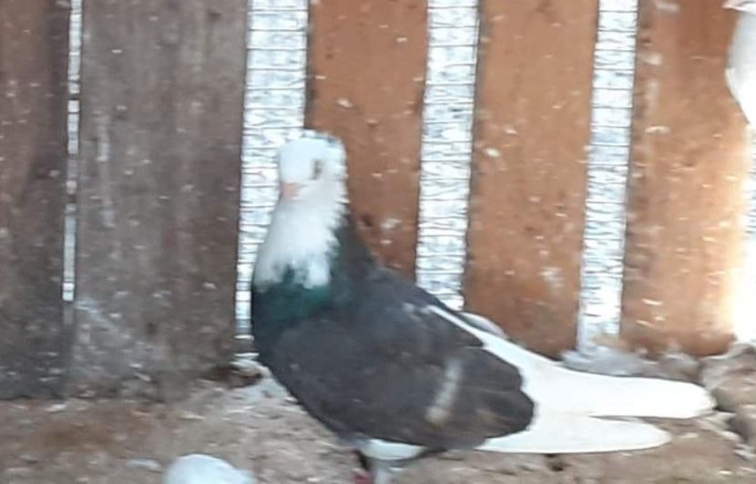  - 5-Jucatori de Amara