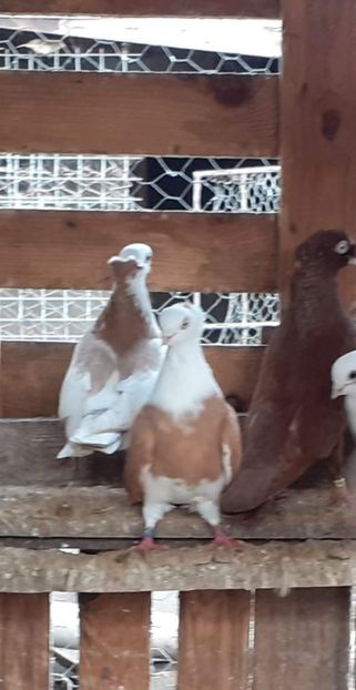  - 5-Jucatori de Amara