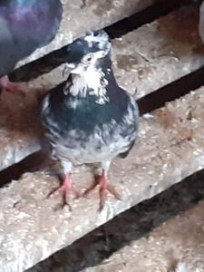  - 5-Jucatori de Amara