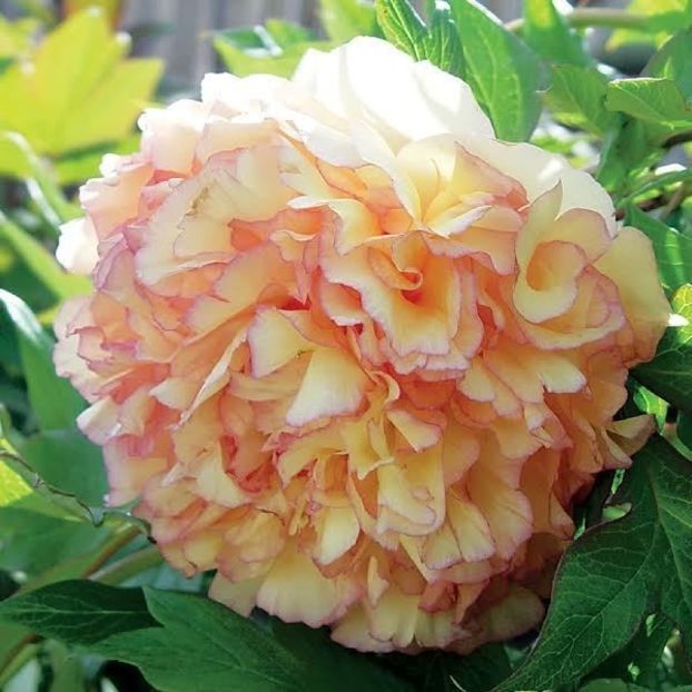 Bujor - BUJOR ARBUSTIFER - KINKAKU