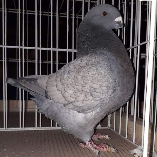 received_471905617038339 - Matca 2020