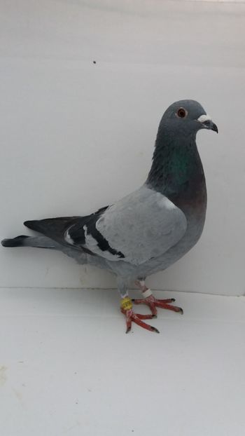 F 2019 vanduta - De! voiajori vanduti