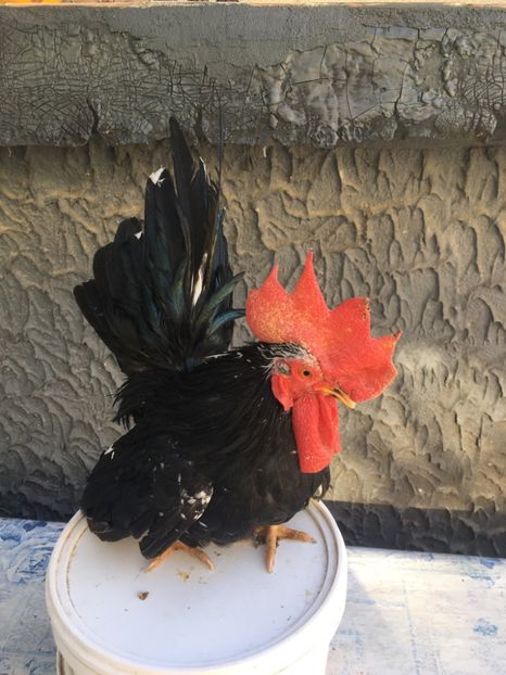 965D668A-3508-40AC-B609-9586AB6E92DB - Cocoș Chabo Bobat original Bulgaria de vânzare