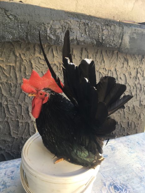 145D71DB-AD23-4A53-B483-8C257A04C4E3 - Cocoș Chabo Bobat original Bulgaria de vânzare