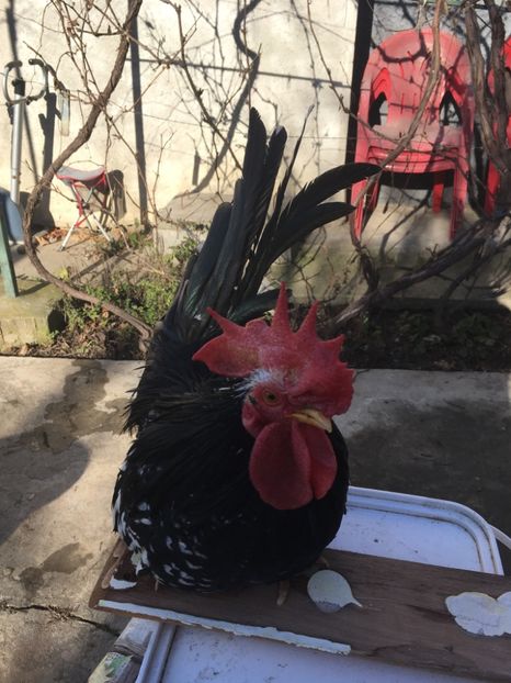 CF432714-6BAB-48CC-936A-FFF96A17F61B - Cocoș de vânzare!