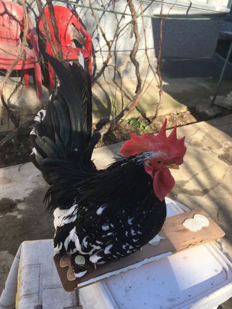 BB2698B3-9915-43DD-BE89-4BAE20AEEC31 - Cocoș de vânzare!