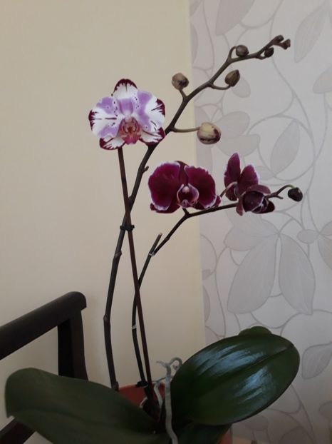  - 2 Orhidee Phalenopsis