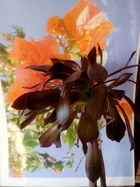  - 2020 La multi ani!