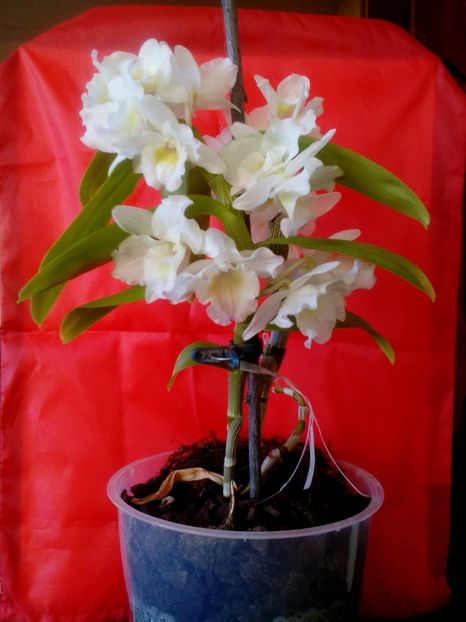  - 2020 La multi ani!