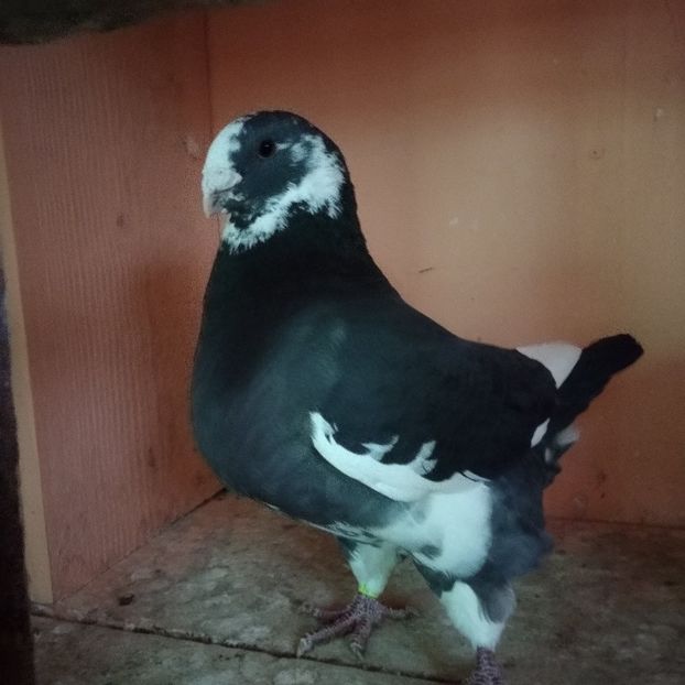  - AMERICANI GIANTHOMER MATCA 2021