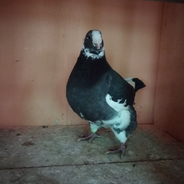  - AMERICANI GIANTHOMER MATCA 2021