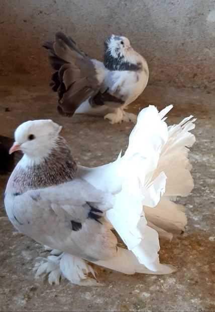  - Voltati indieni matca 2020