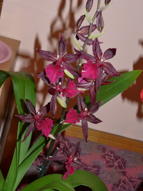  - Orchidee