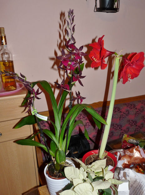  - Orchidee