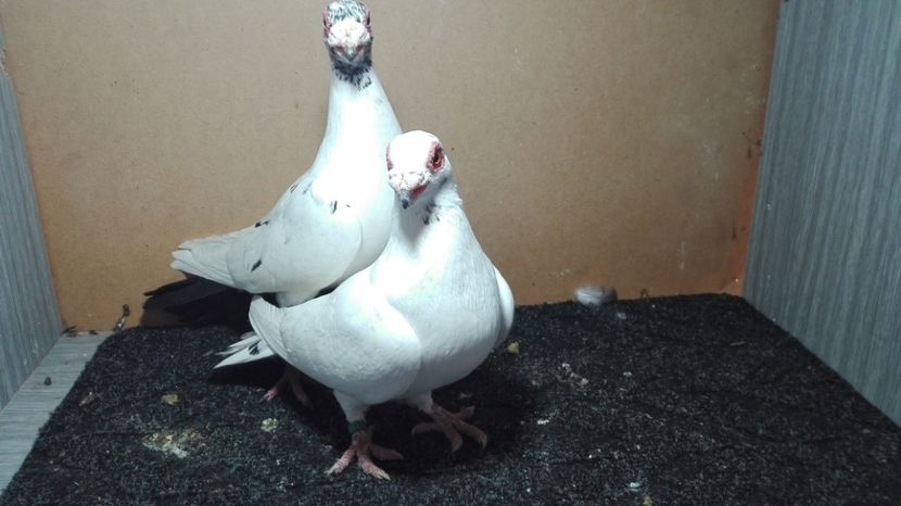  - Matca caranculat de oradea