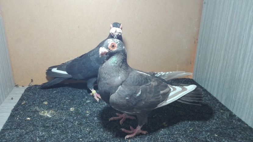  - Matca caranculat de oradea