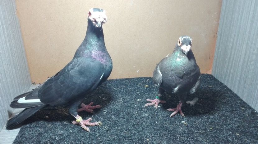  - Matca caranculat de oradea