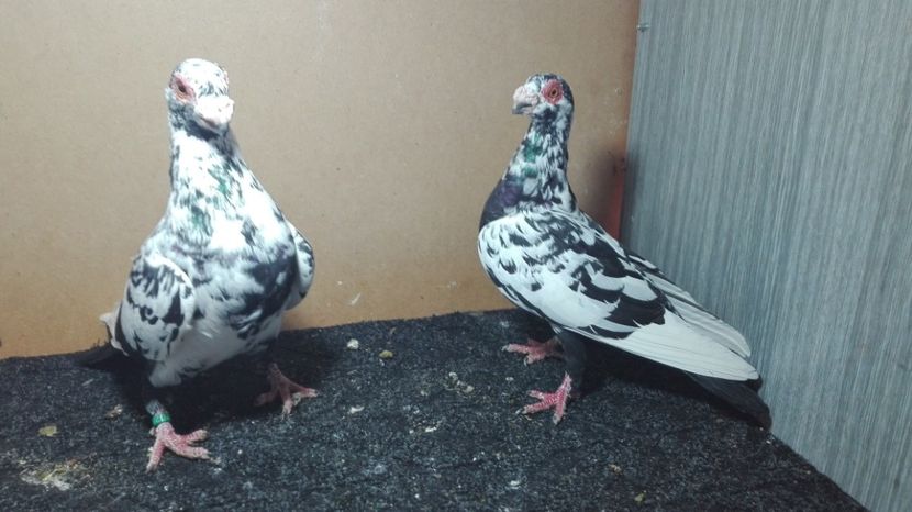  - Matca caranculat de oradea