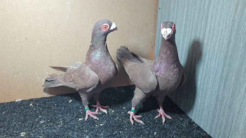  - Matca caranculat de oradea