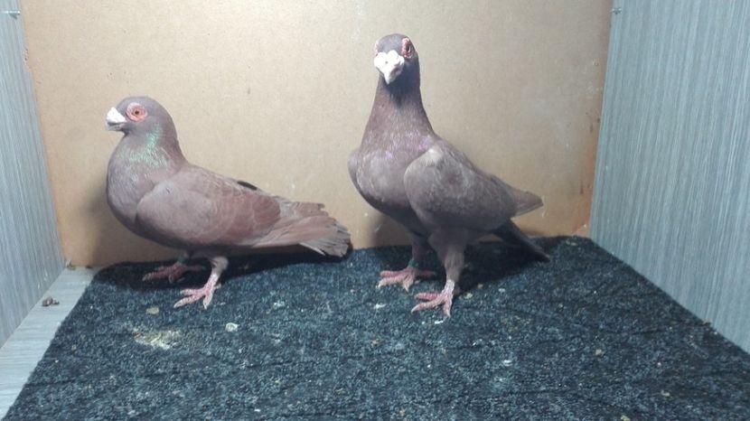  - Matca caranculat de oradea